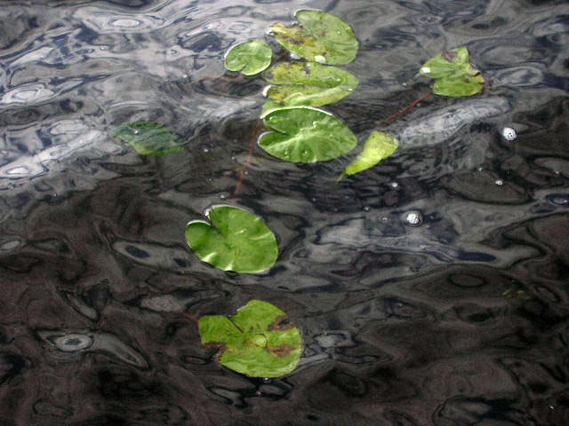 gallery_121_14_88362.jpg
