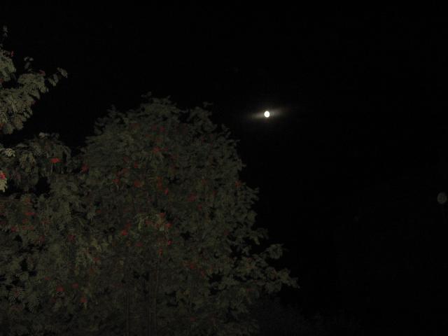 gallery_842_38_130975.jpg