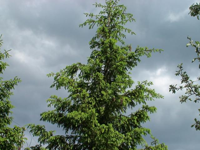 gallery_842_38_575118.jpg