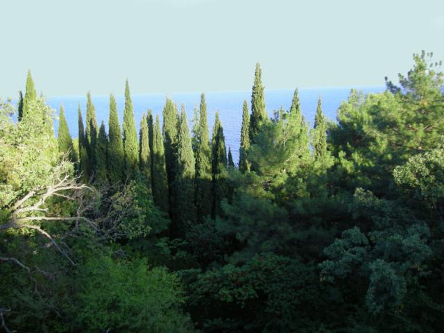 gallery_896_54_121094.jpg