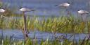 tn_gallery_17_4_122346.jpg