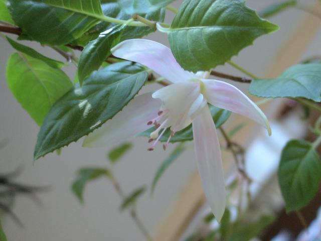 gallery_842_36_308553.jpg