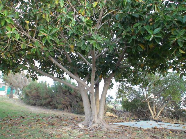 gallery_842_38_462794.jpg