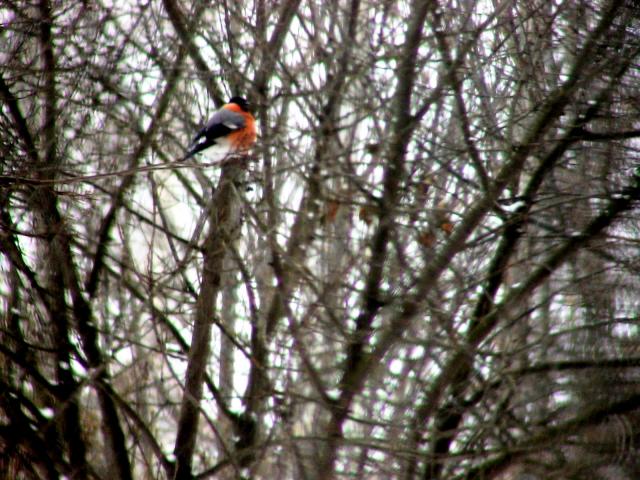 gallery_842_52_812810.jpg